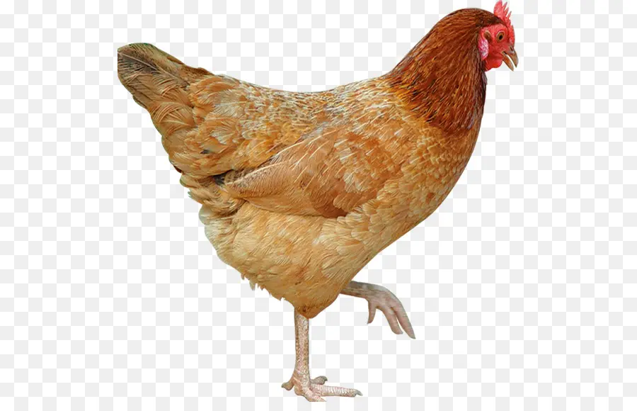 Pollo Plymouth Rock，Las Aves De Corral PNG