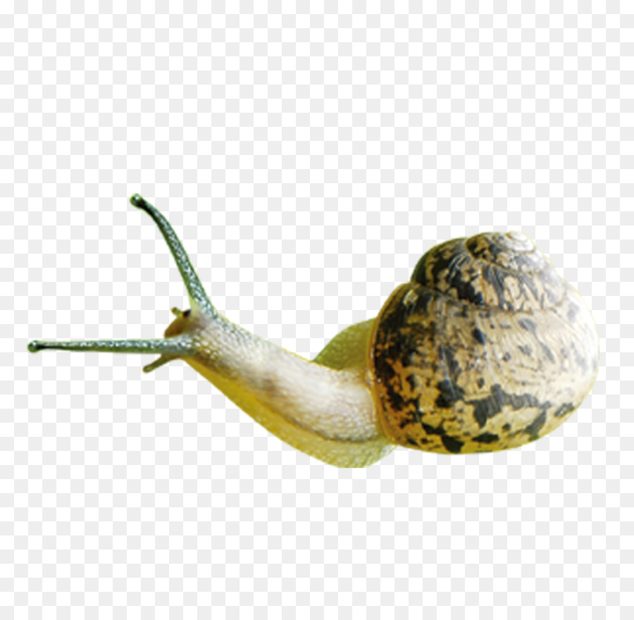 Caracol，Orthogastropoda PNG