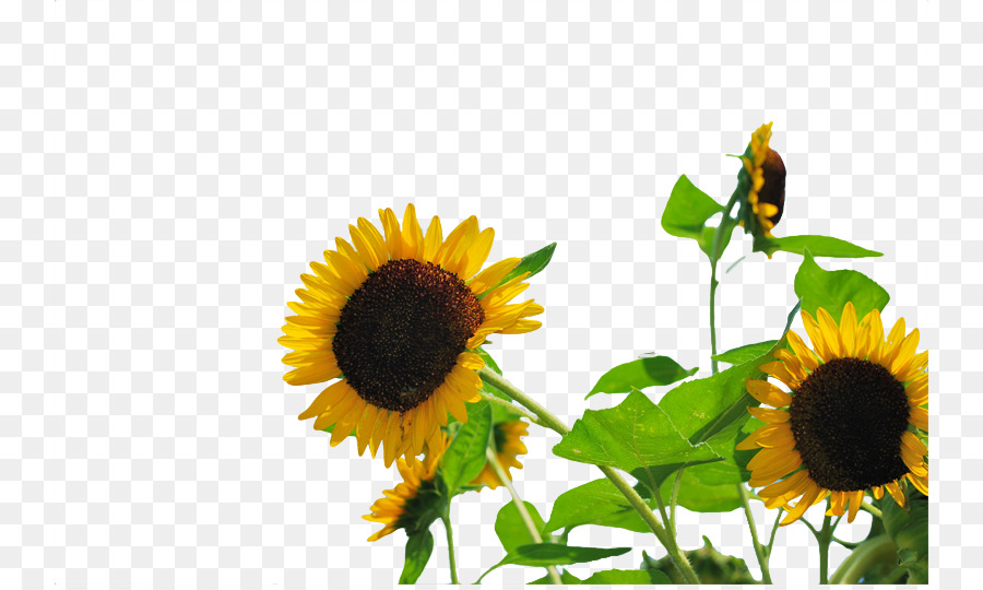 Común De Girasol，Publicidad PNG