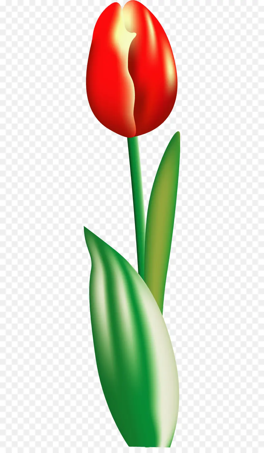 Tulipán Rojo，Hojas Verdes PNG