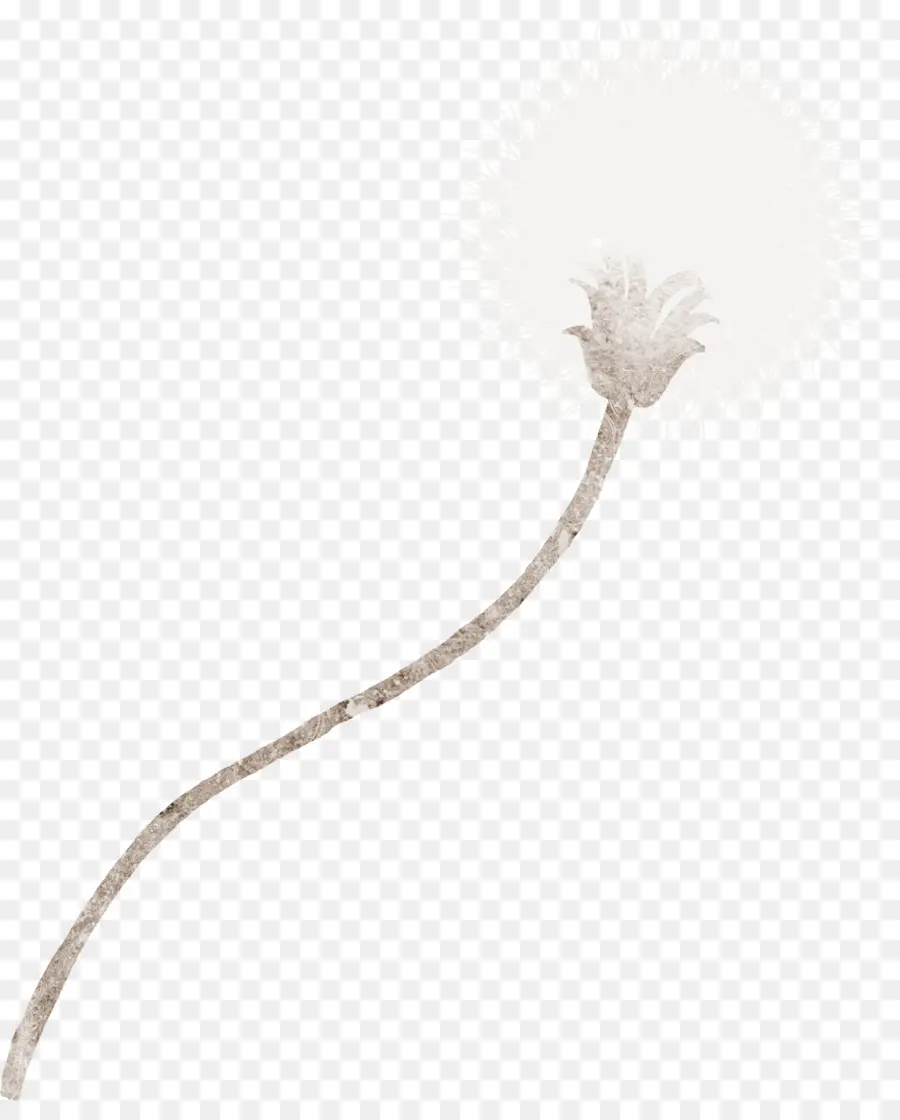 Diente De León，Flor PNG