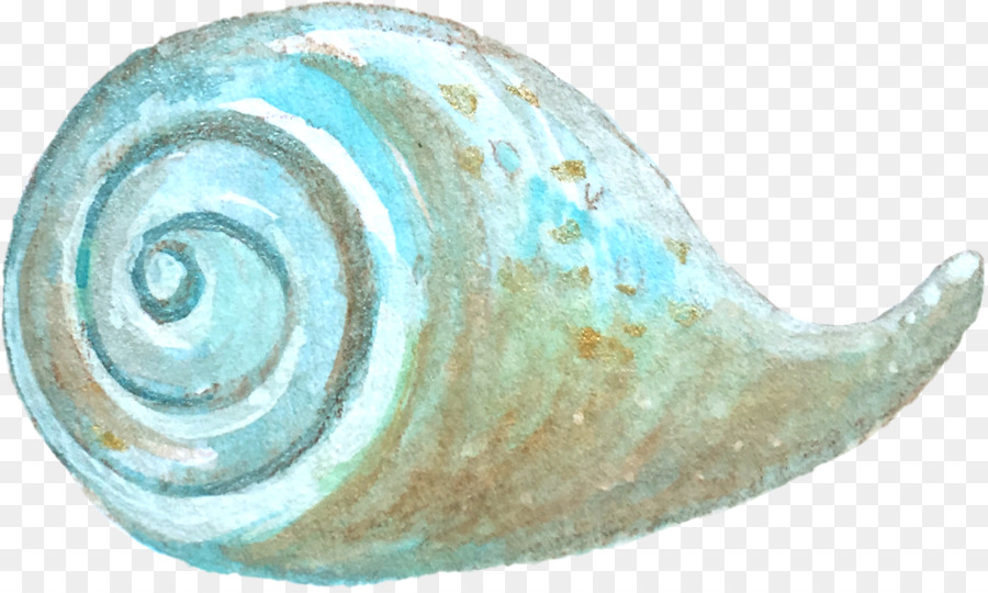 Dado A La Mar，Caracol De Mar PNG