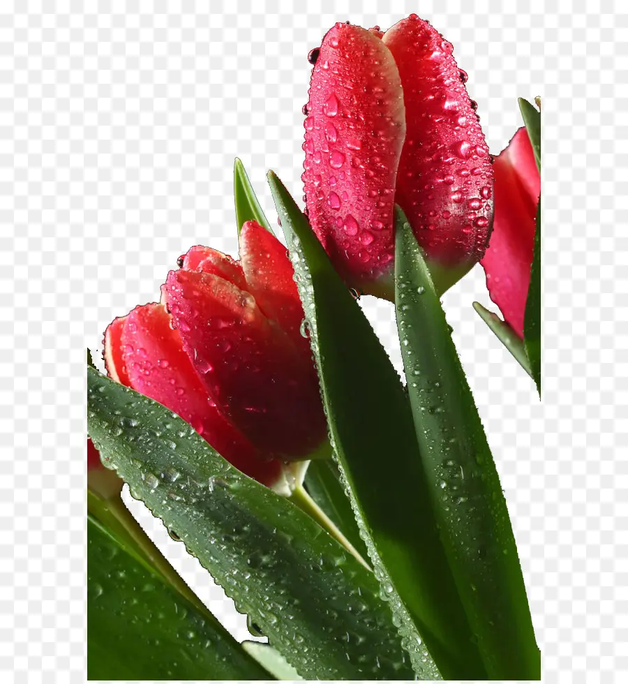 Tulipanes，Rojo PNG