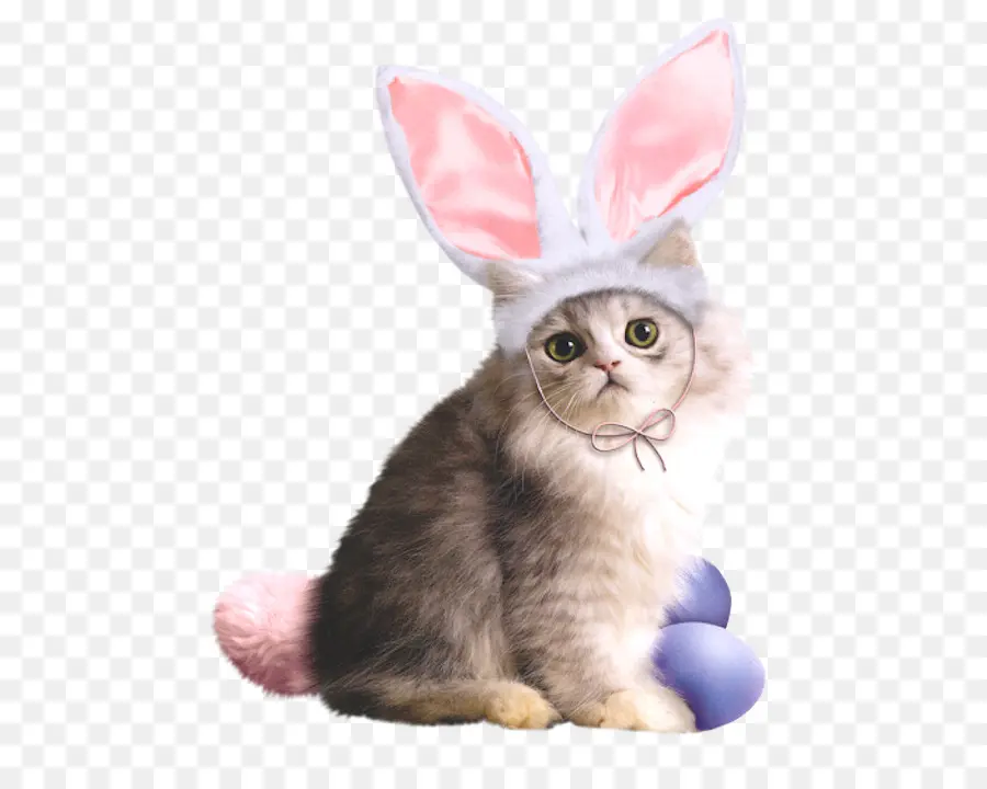 Gato Con Orejas De Conejo，Gato PNG