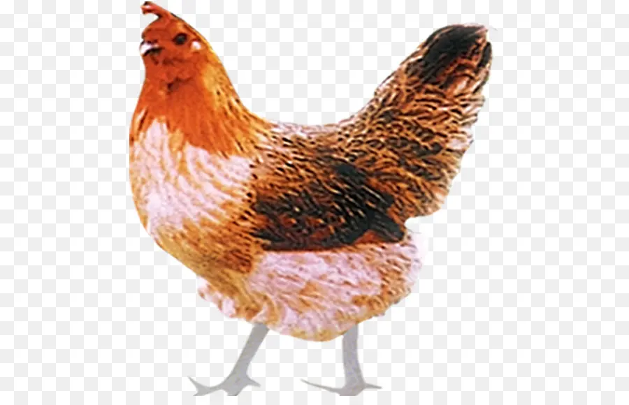 Pollo Plymouth Rock，Ayam Kampong PNG