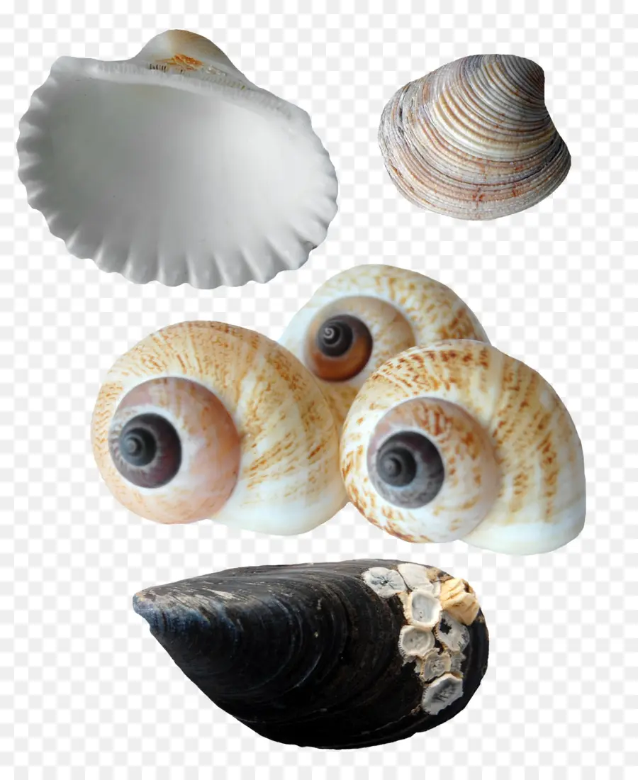 Concha，Ostras PNG