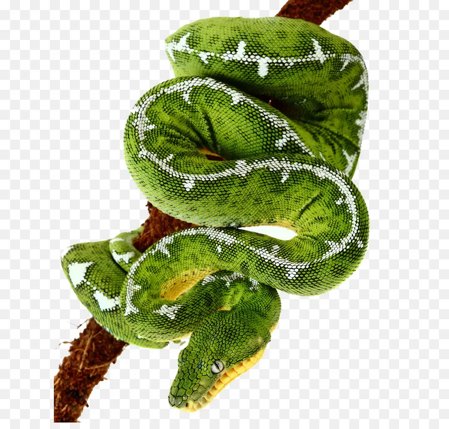 La Serpiente，Esmeralda árbol De Boa PNG