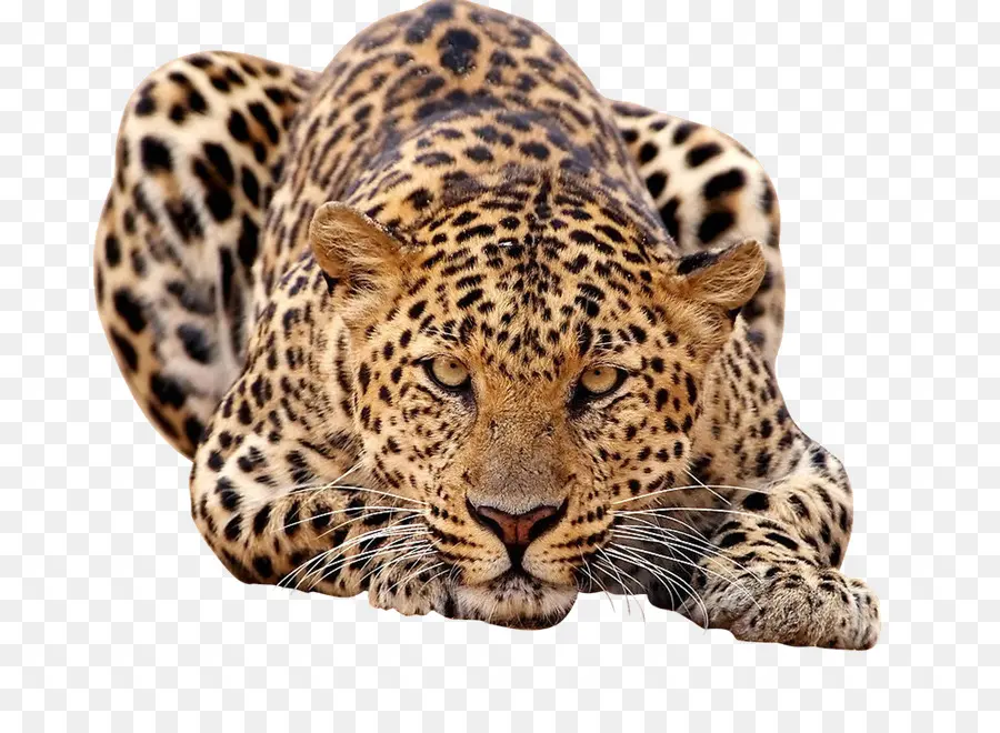 Leopardo Del Amur，Africano De Leopardo PNG