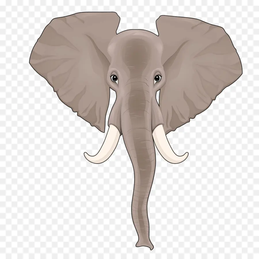 Elefante Indio，El Elefante Africano PNG