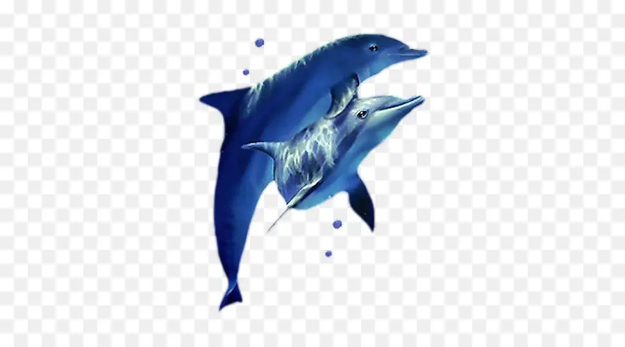 Oceánica De Los Delfines，Dolphin PNG