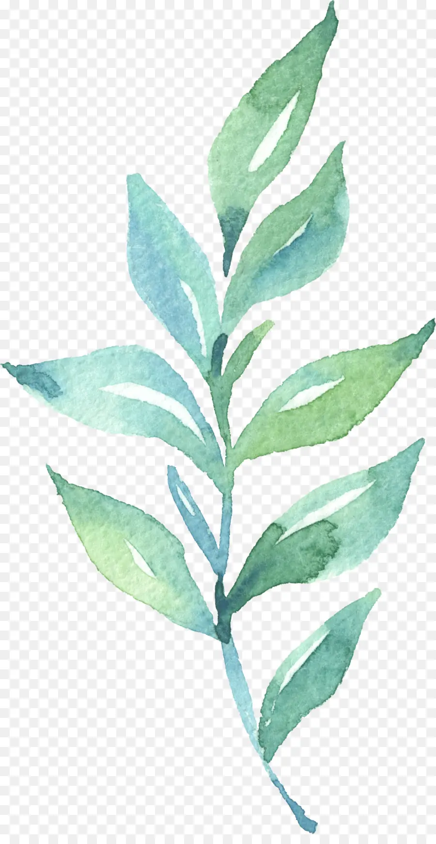 Hoja，Pintura A La Acuarela PNG