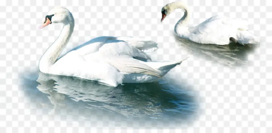 Cisne，Descargar PNG