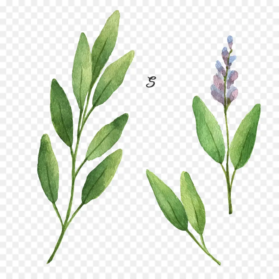 Salvia Común，Ilustración De Stock PNG