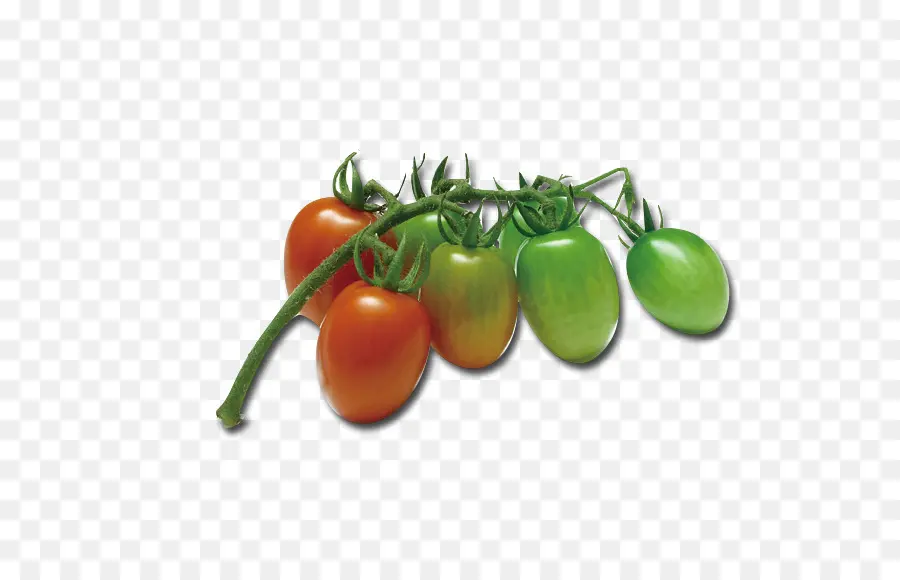 Tomate Cherry，Bush Tomate PNG
