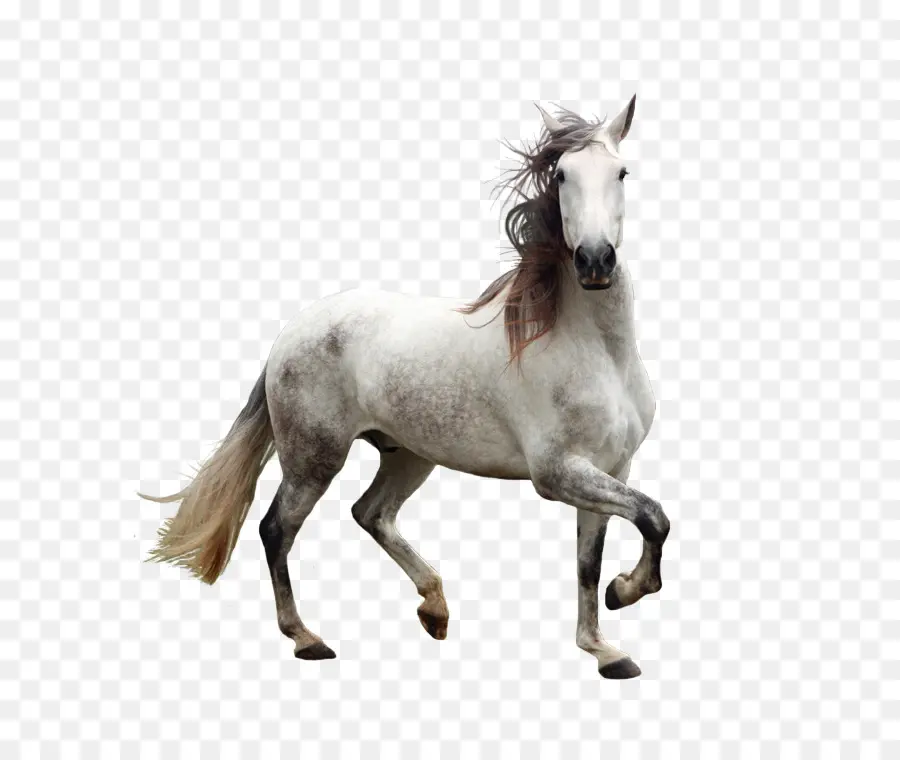 Caballo，Equino PNG