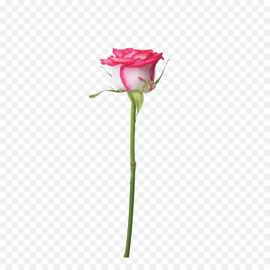 Rosas De Jardín，Rosa De La Playa PNG