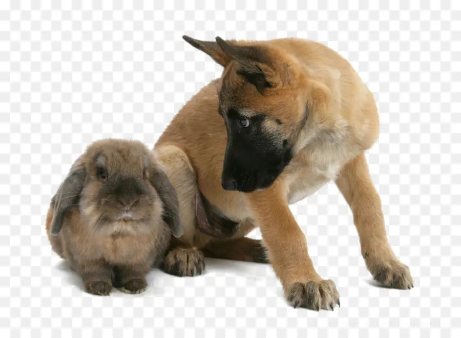 Perro Y Conejo，Mascota PNG