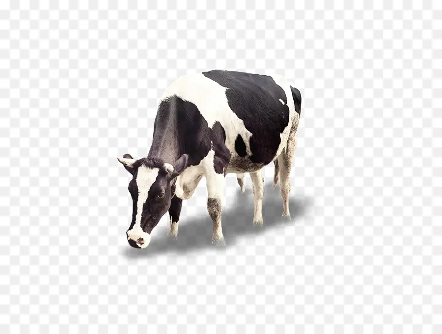 Vaca，Ganado PNG