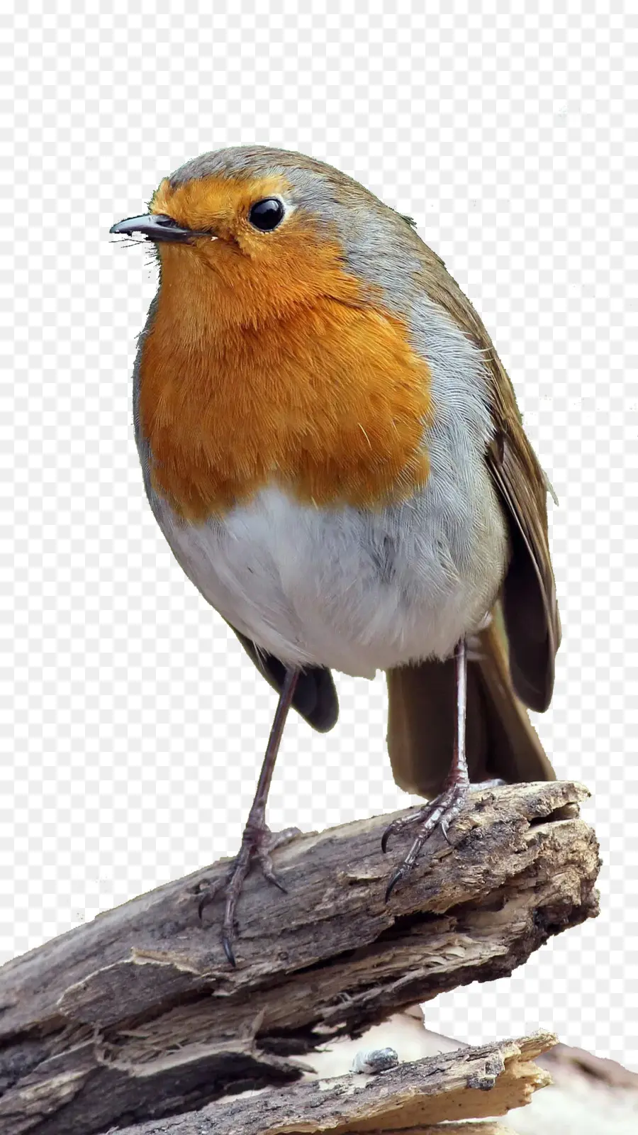 Europea Robin，Pájaro PNG