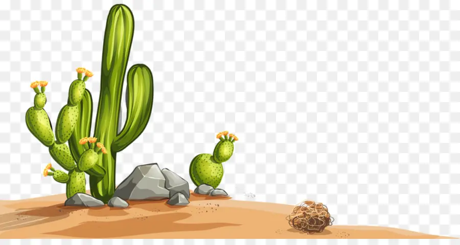 Desierto，Cactaceae PNG