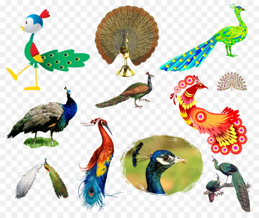 Pájaro，Pavo Real PNG