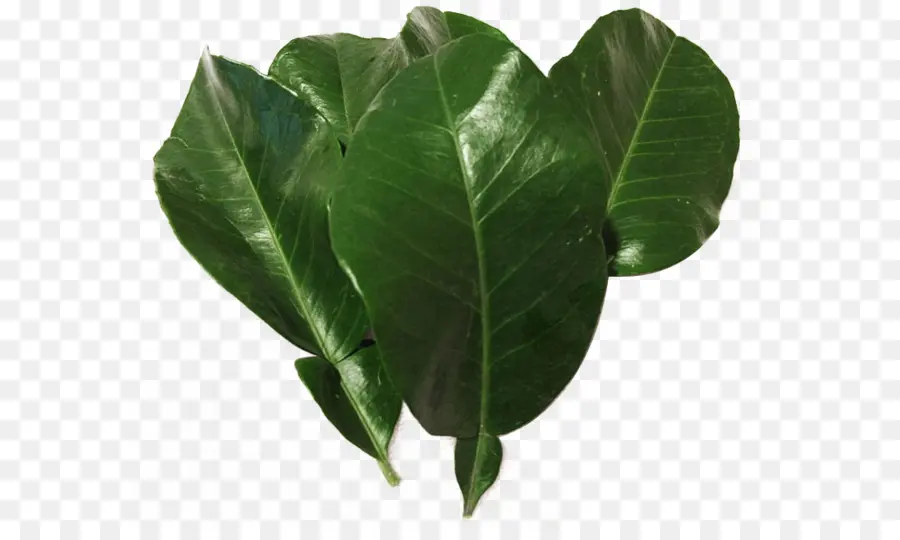 Hoja，Yujacha PNG