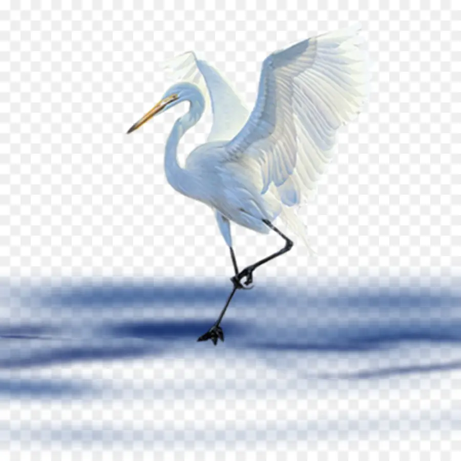 Pájaro，La Fotografía PNG