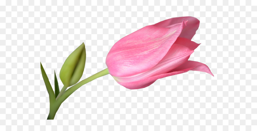 Tulip，Descargar PNG