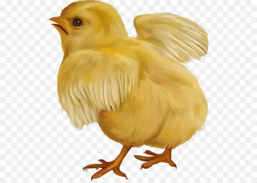 Pollito Amarillo，Lindo PNG