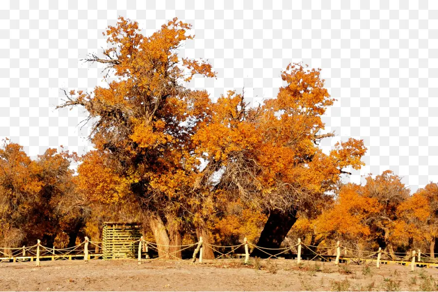 árboles De Otoño，Hojas PNG