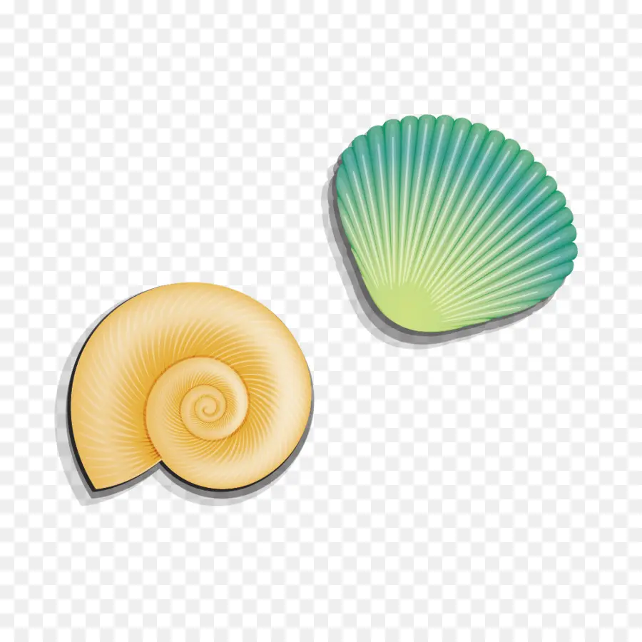 Concha，Caracol De Mar PNG