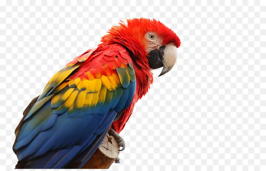 La Guacamaya Roja，Parrot PNG