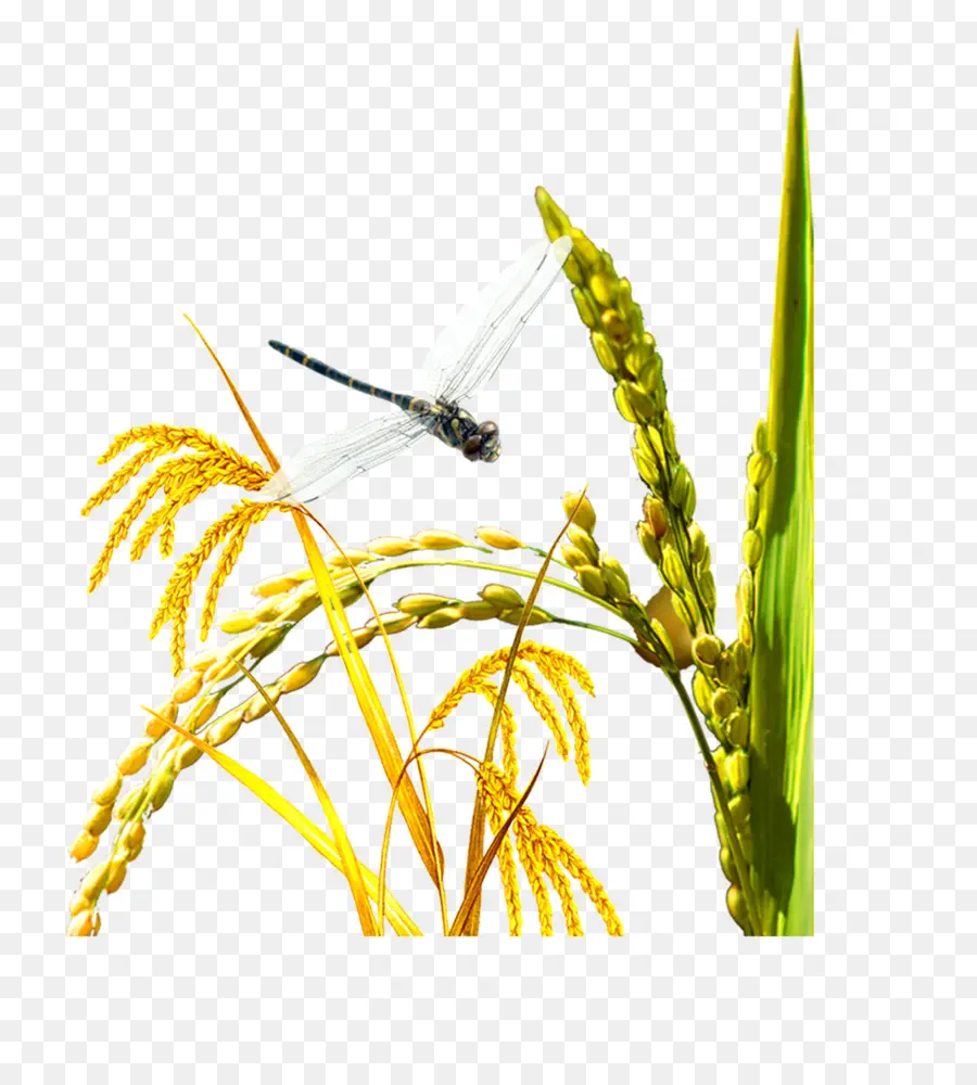 Arroz，Oryza Sativa PNG