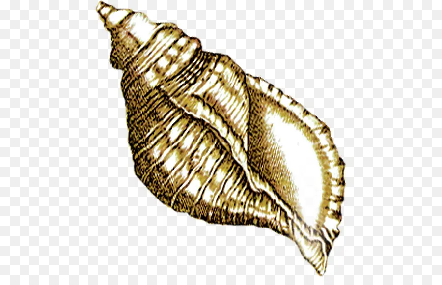 Caracol，Caracol De Mar PNG