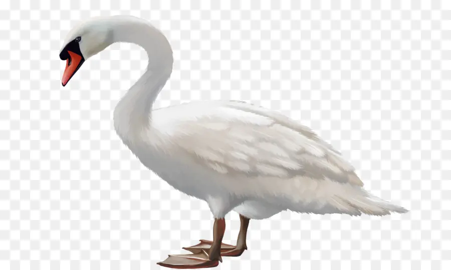 Cisne Blanco，Pájaro PNG