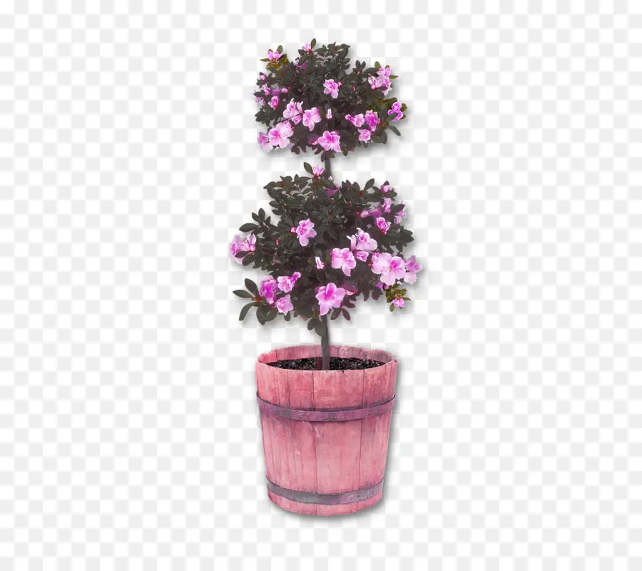 Azalea，Bonsai PNG