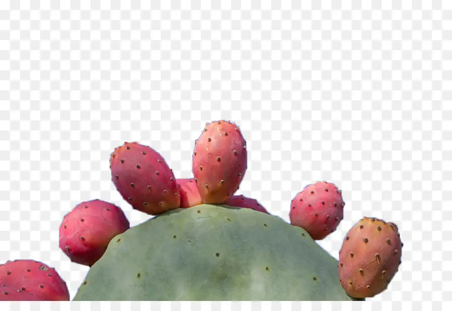 Cactus，Fruta PNG