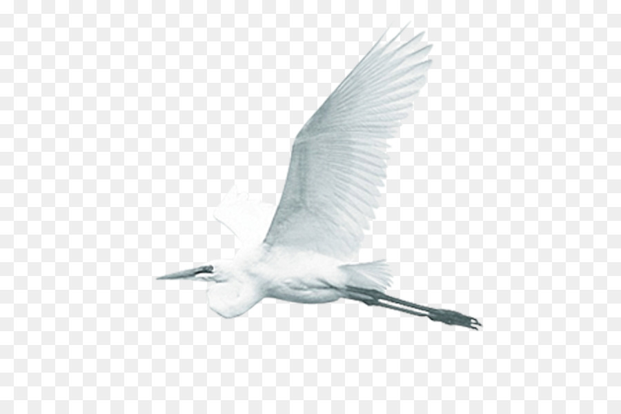 Pájaro Blanco，Vuelo PNG