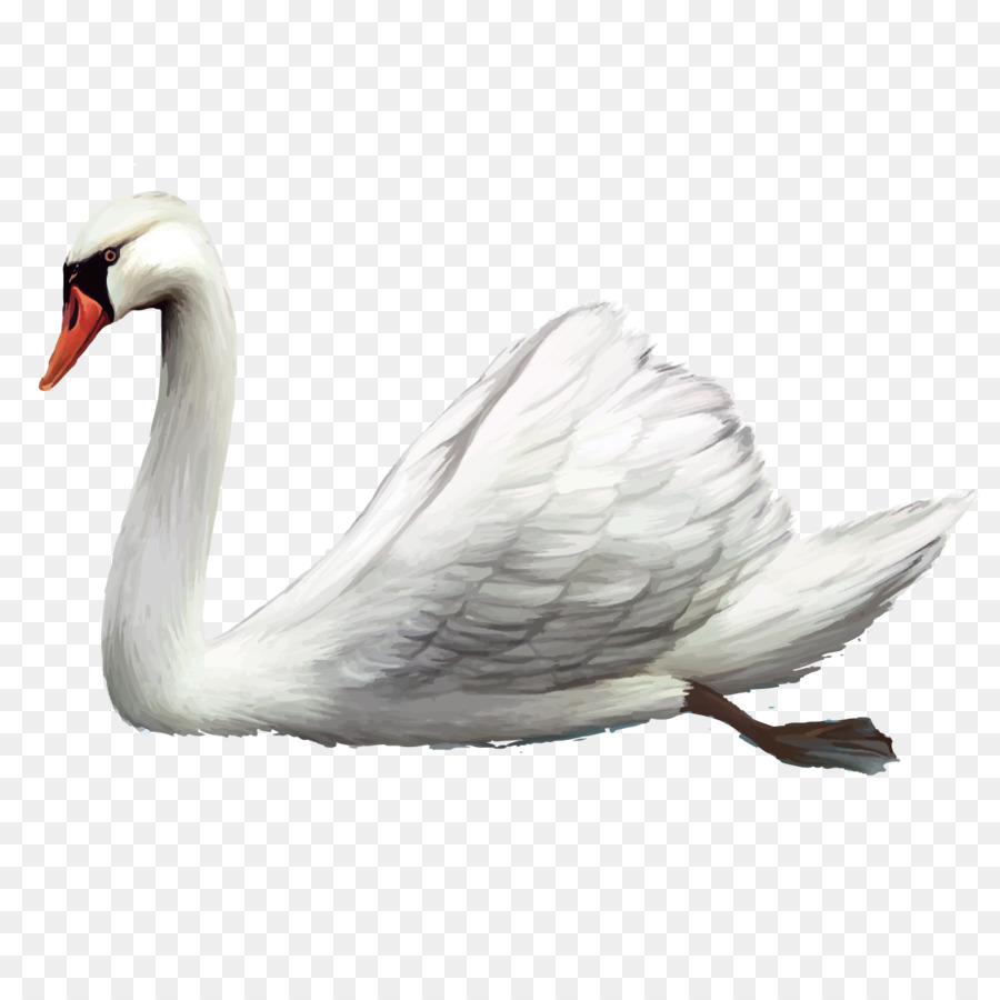 Cisnes，Pájaro PNG