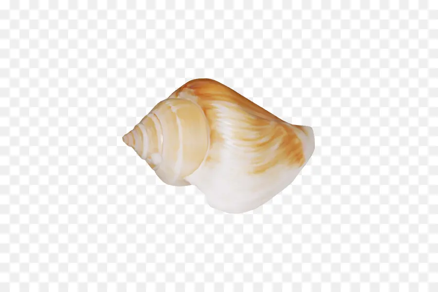 Berberecho，Concha PNG