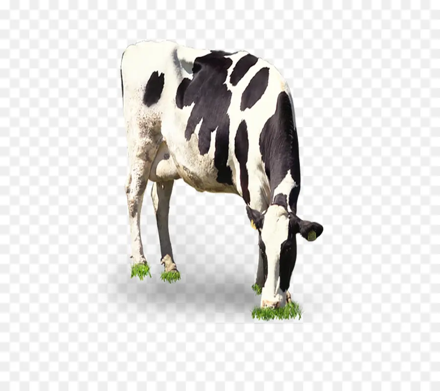 El Ganado，La Leche PNG