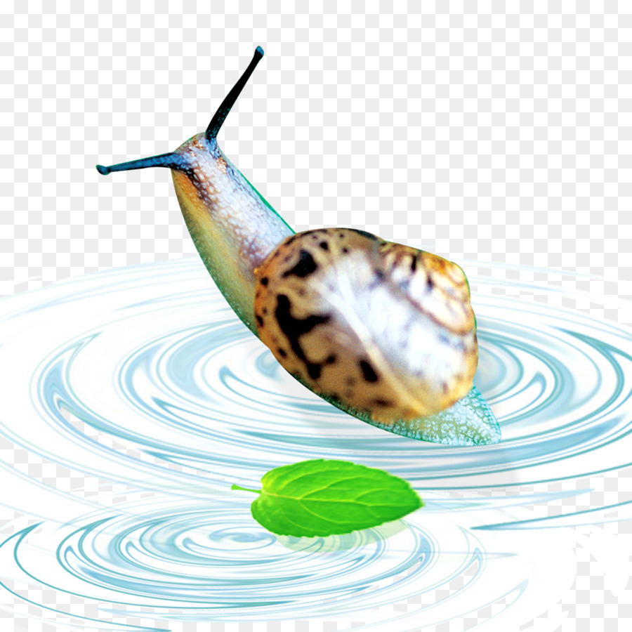 Caracol，Ondas De Agua PNG