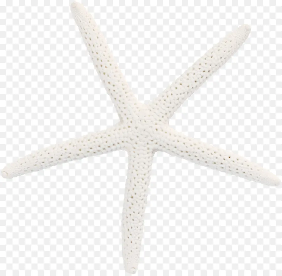 Estrella De Mar，Invertebrados Marinos PNG