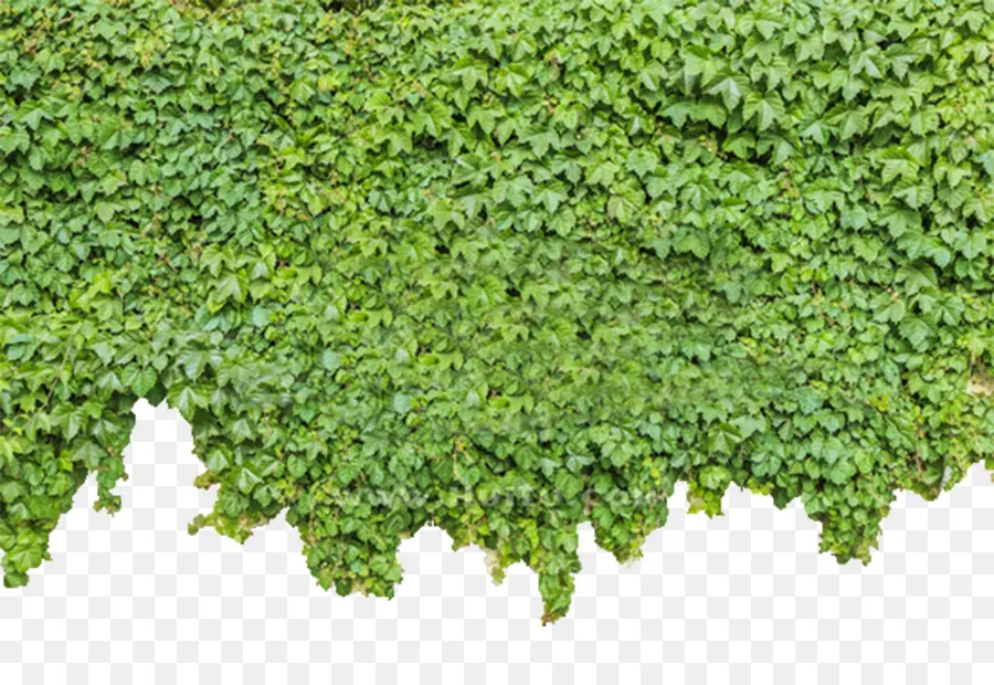 Parthenocissus Tricuspidata，Ivy PNG