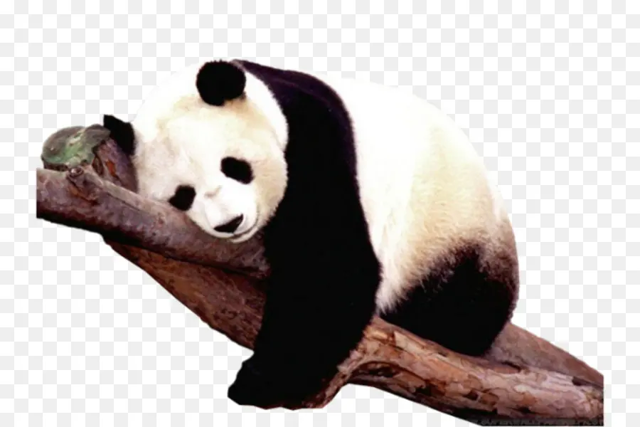 El Panda Gigante，Santuarios Del Panda Gigante De Sichuan PNG