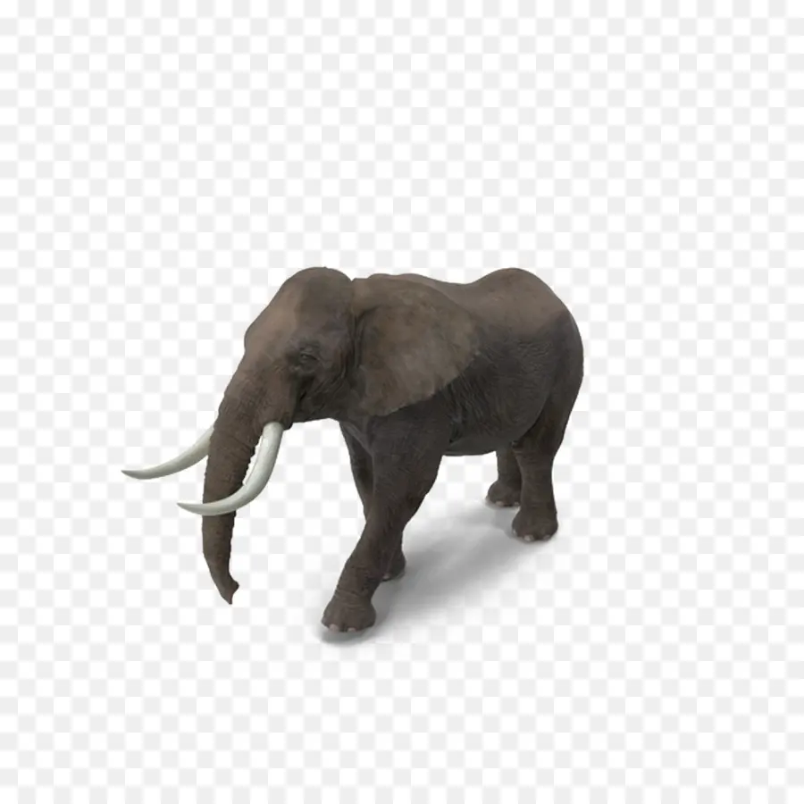 Elefante Indio，La India PNG