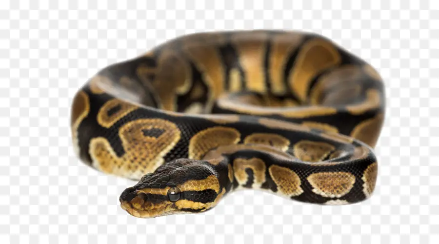 Bola De Python，La Serpiente PNG