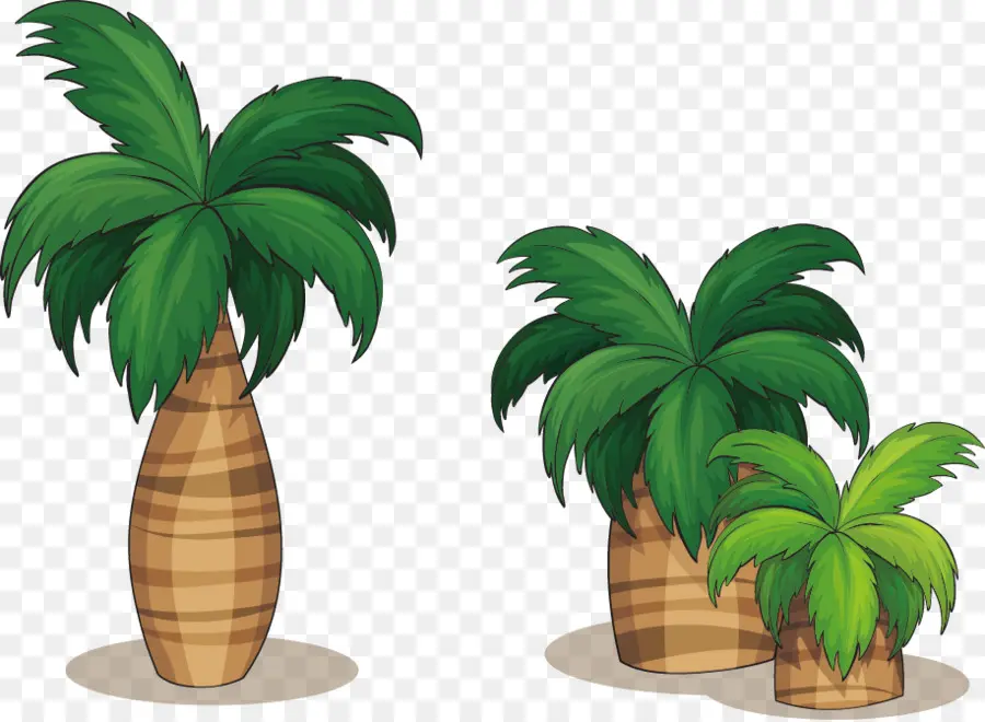 Arecaceae，Dibujo PNG