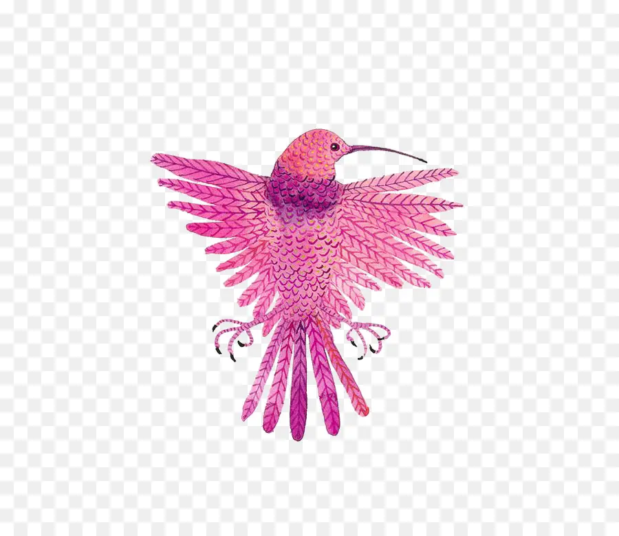 Colibrí Rosa，Colibrí PNG