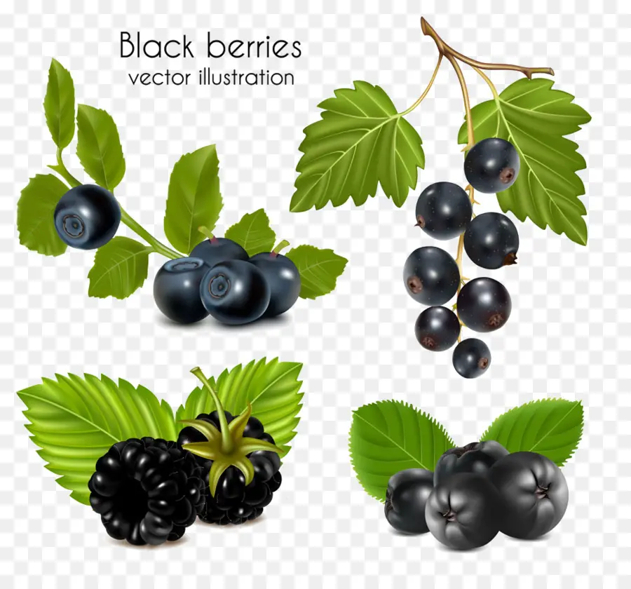 Moras，Hojas PNG